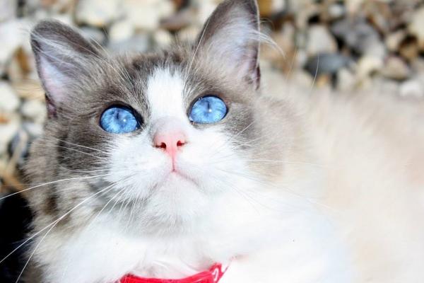 梦到了磕睡有什么说法