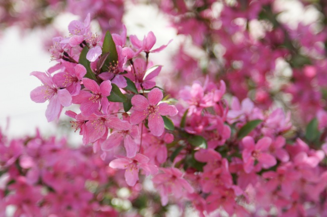 属猪人2025年戴什么吉祥物好