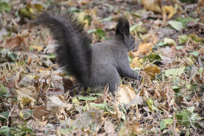 梦到找卫生巾预示着什么