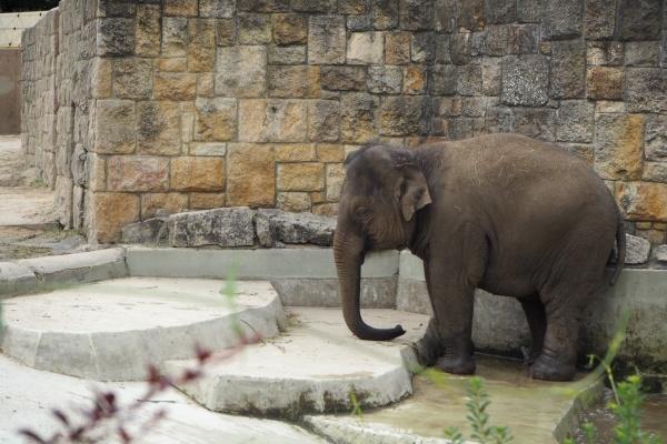梦到大蟒蛇被杀什么寓意