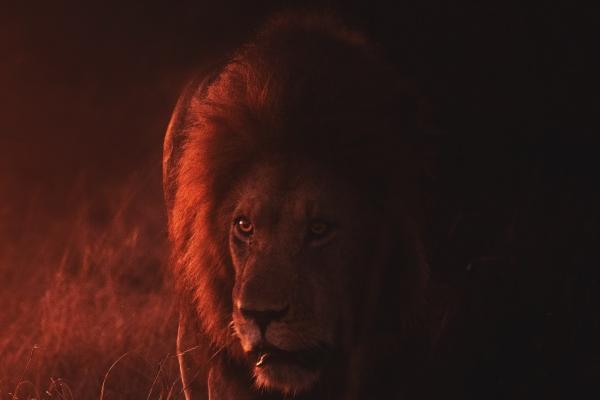 属马最佳朋友和敌人