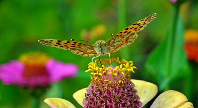 梦到香樟有什么意思吗