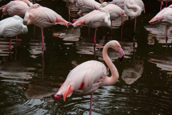 一辈子害属兔的生肖