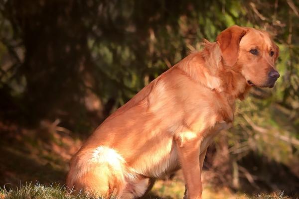 属兔什么时辰最聪明