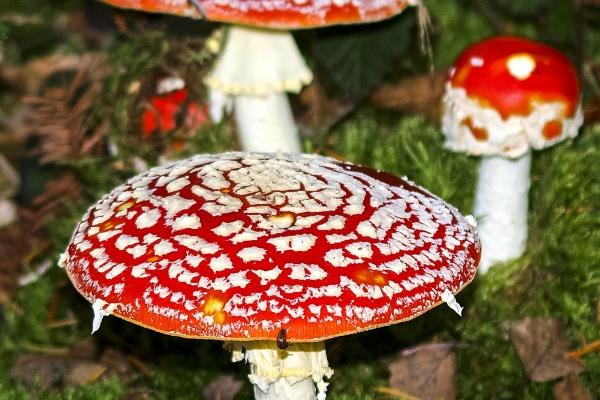 属鼠人二婚会嫁给谁