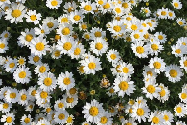 梦见被人查是咋回事