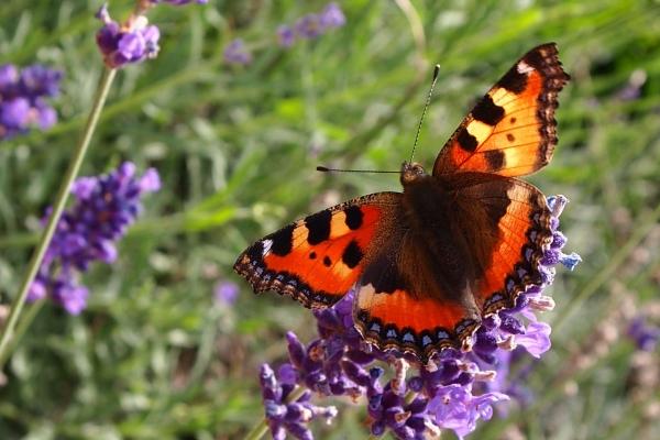 属羊最佳朋友和敌人