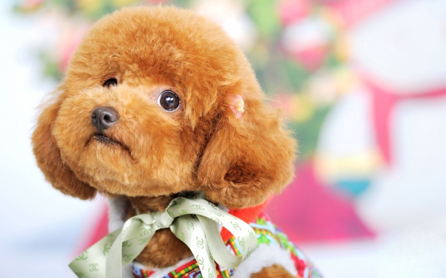 梦到电烙铁有什么含义