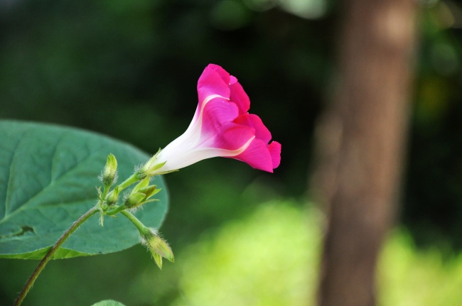 属猪在哪个城市比较旺
