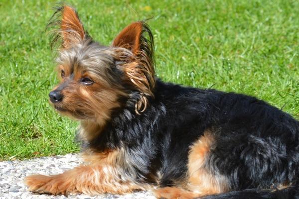 梦到飞机下坠是吉兆吗?