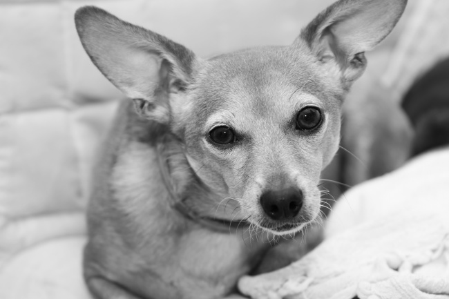 梦到殺豬会有什么预兆