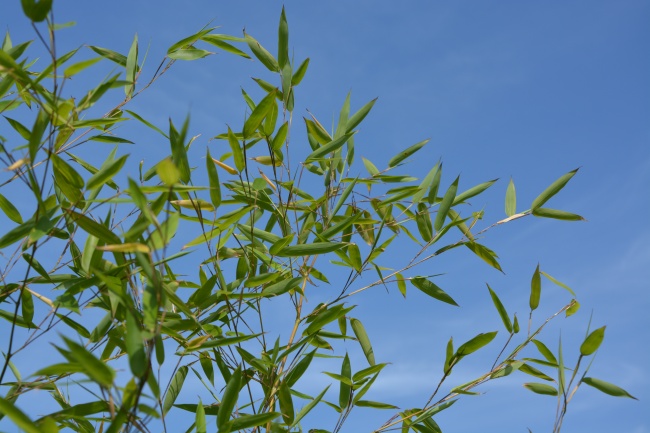 梦到下午茶有什么含义