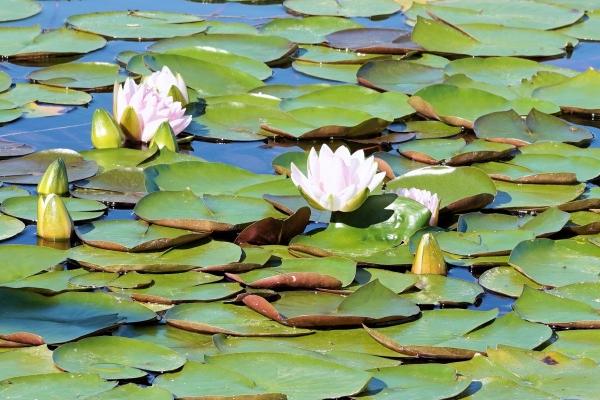 梦见踩泥土有什么预示吗