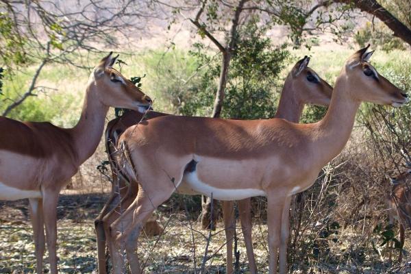 梦见成熟的杏是什么意思