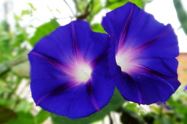 梦到摘小番茄是什么意思