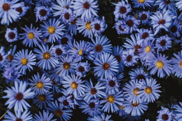 梦见鱼星草意味着什么