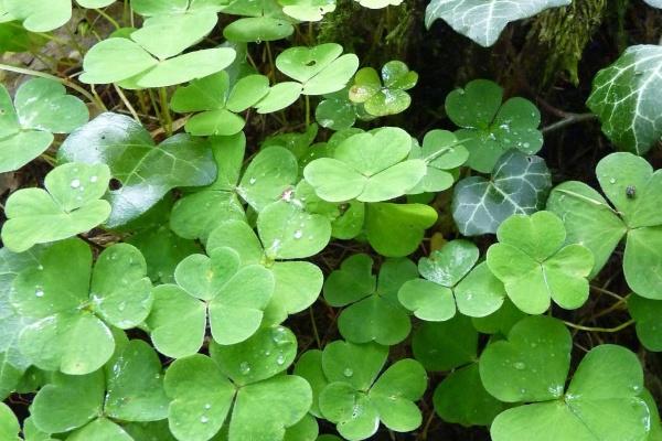 梦到柿子树开花是吉兆吗?