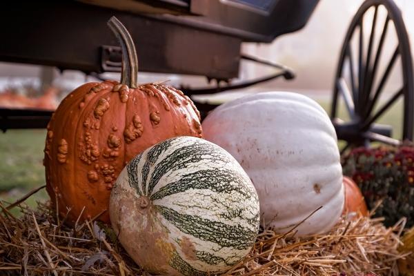 梦到吃大蟒蛇怎么样