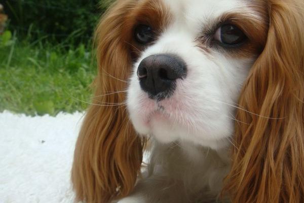 梦到了吃大盘鸡什么寓意