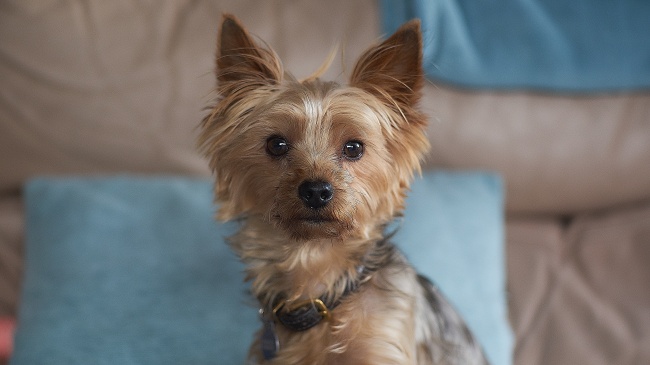 梦到房后是不是好的征兆呢