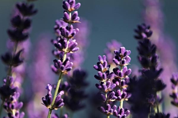 属蛇一生被谁折磨