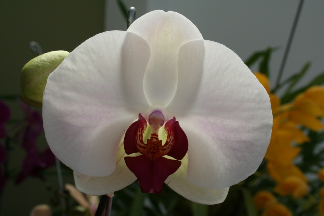 属猴能穿红色吗 属猴穿什么颜色好