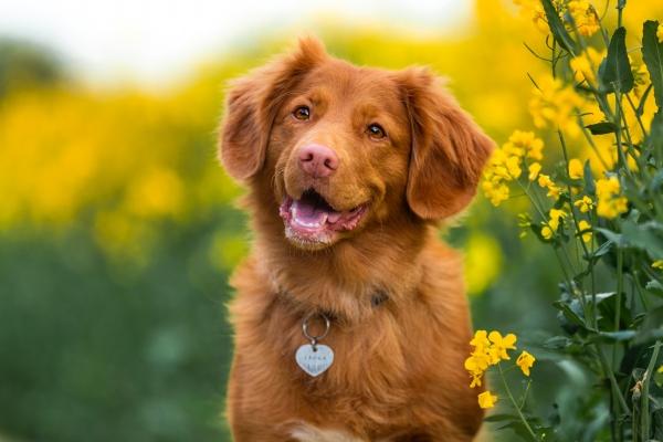 属狗什么时辰最聪明