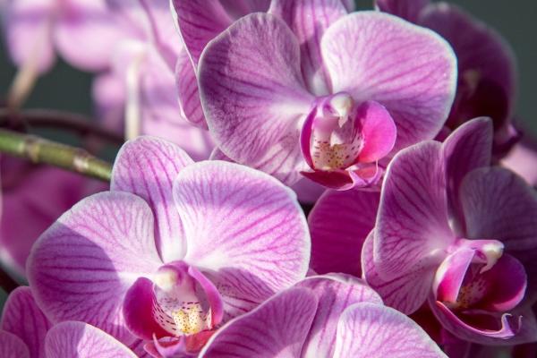 属猪人二婚会嫁给谁