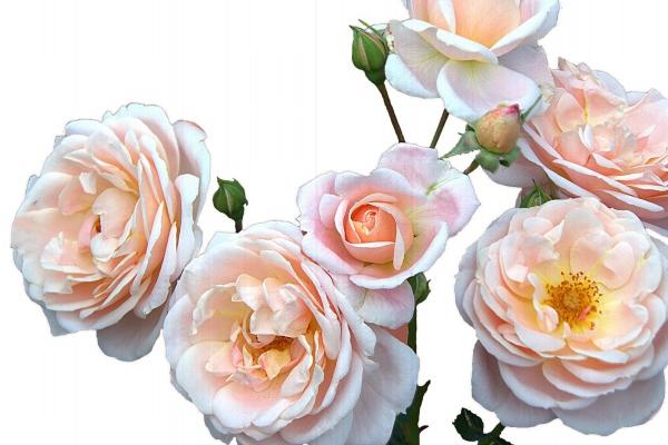 梦到房间里全是水是凶兆还是吉兆