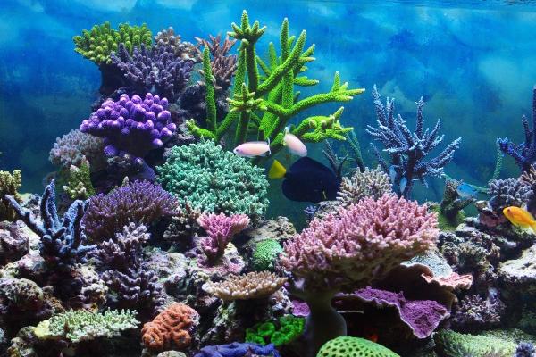 猴遇马为什么有福气