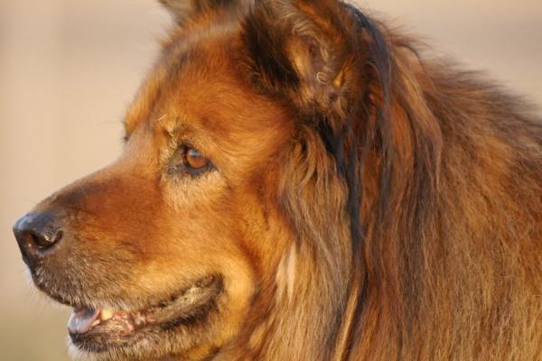 属鼠人财运不好怎么化解