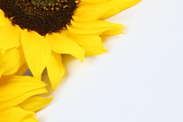 属龙女财运不好怎么化解