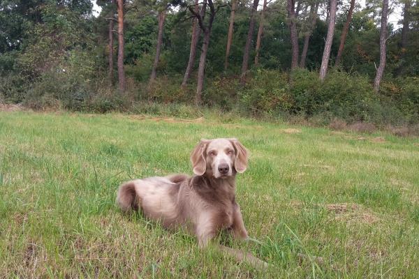 陪虎女走到最后的生肖男