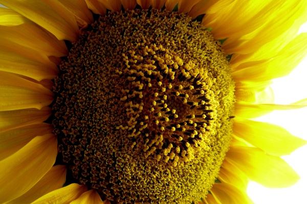 属猪人跟谁一起最有钱