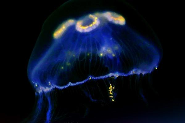 钗钏金最忌的三个属相