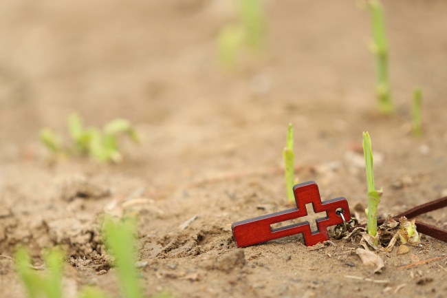 属羊人的晚年运势
