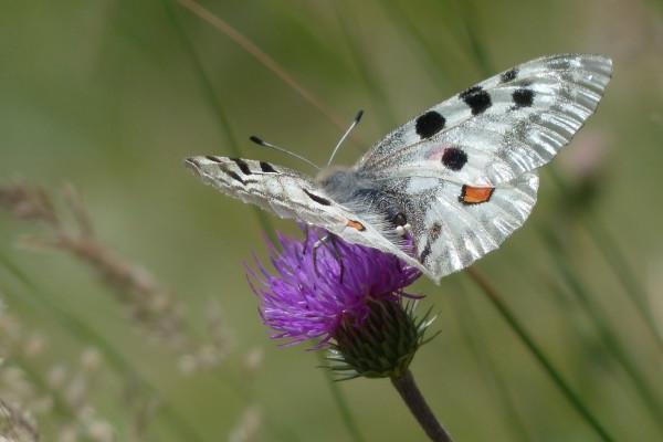 属兔人的性格特点