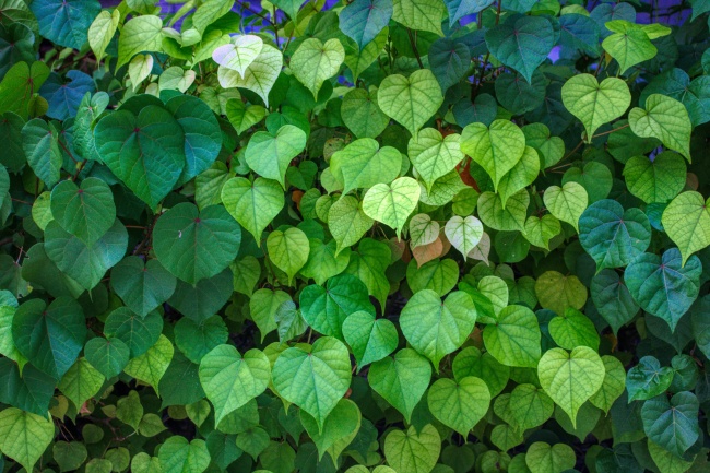 属鸡人的晚年运势