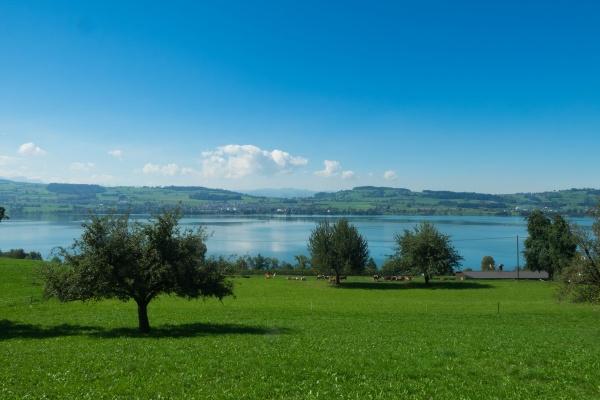 属猪多少岁能大富大贵，属猪大器晚成的时辰
