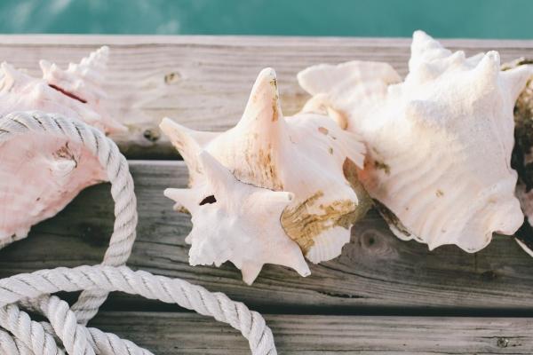 属龙男爱的发疯的生肖女