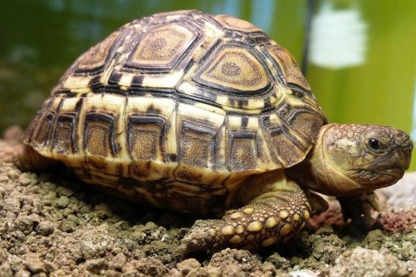 梦到草子好不好