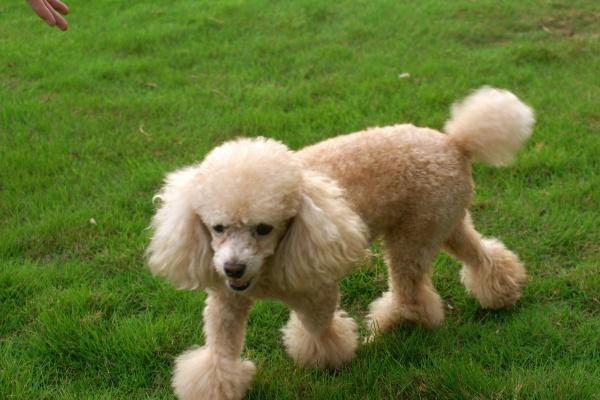 生肖猪未来三年的大事