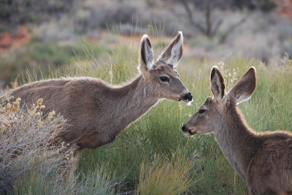 长得超级美的生肖女
