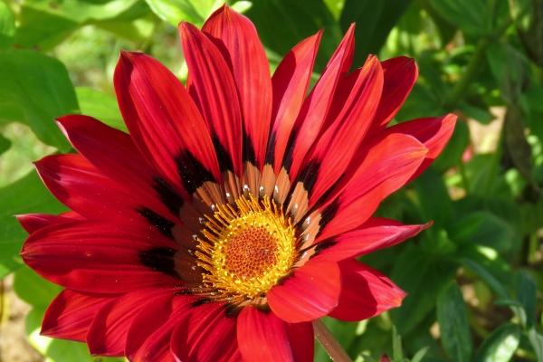 虎属鼠一家人好不好