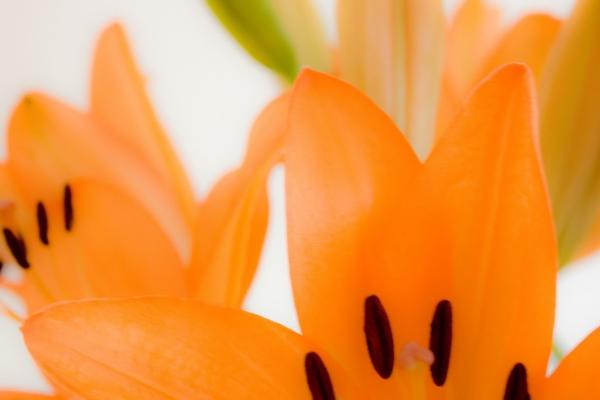 属马人要远离的四样东西