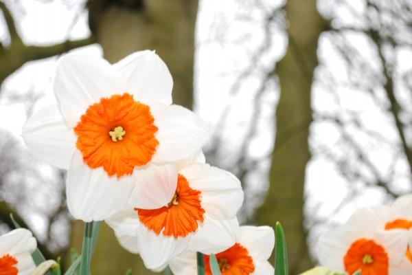 2025年旧爱变真爱的生肖