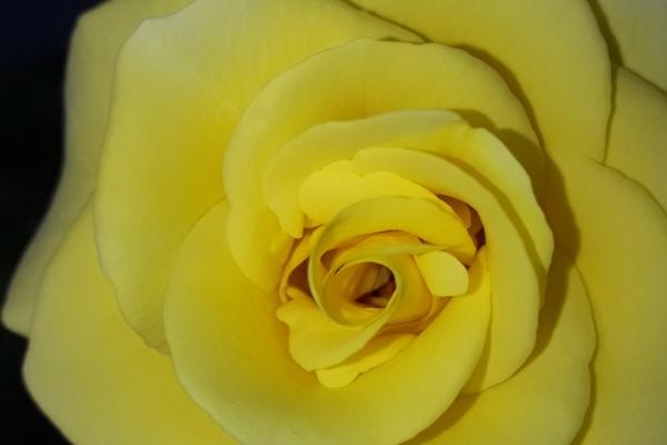 属虎男最听哪个生肖女的话，能治住属虎男的生肖女