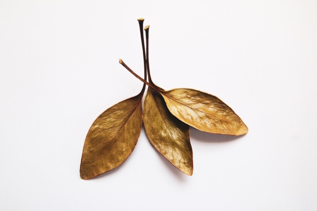 81年鸡最旺盛的一年