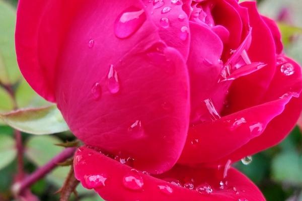 2006年属狗五行属什么命