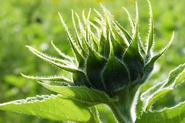 属鸡男最怕老婆什么